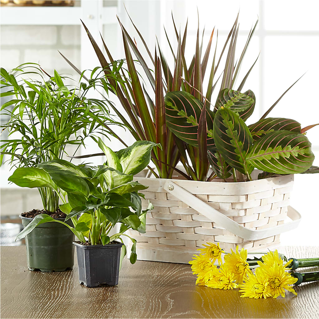 Florist Designed Blooming and Green Plants in a Basket – T BEARS FLORIST & GIFTS, Columbus OH