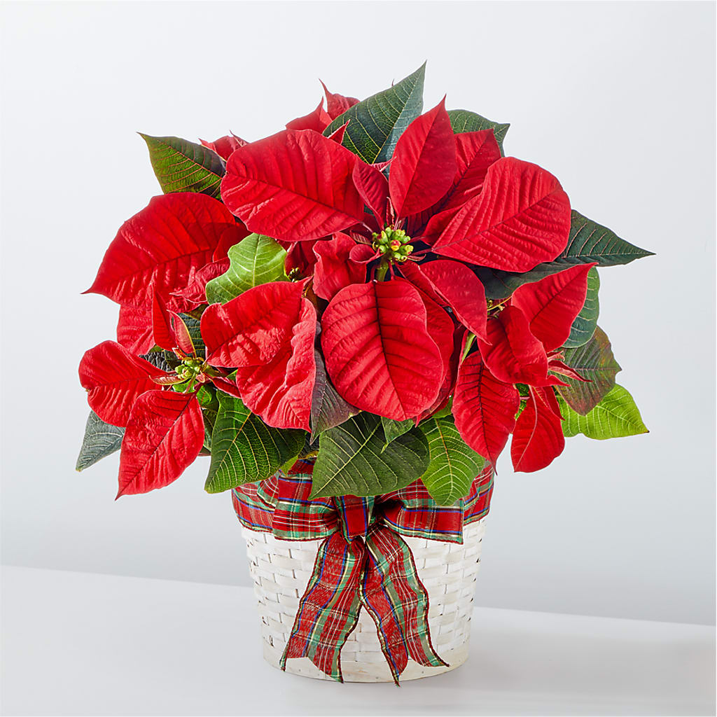 Happiest Holidays Poinsettia – T BEARS FLORIST & GIFTS, Columbus OH