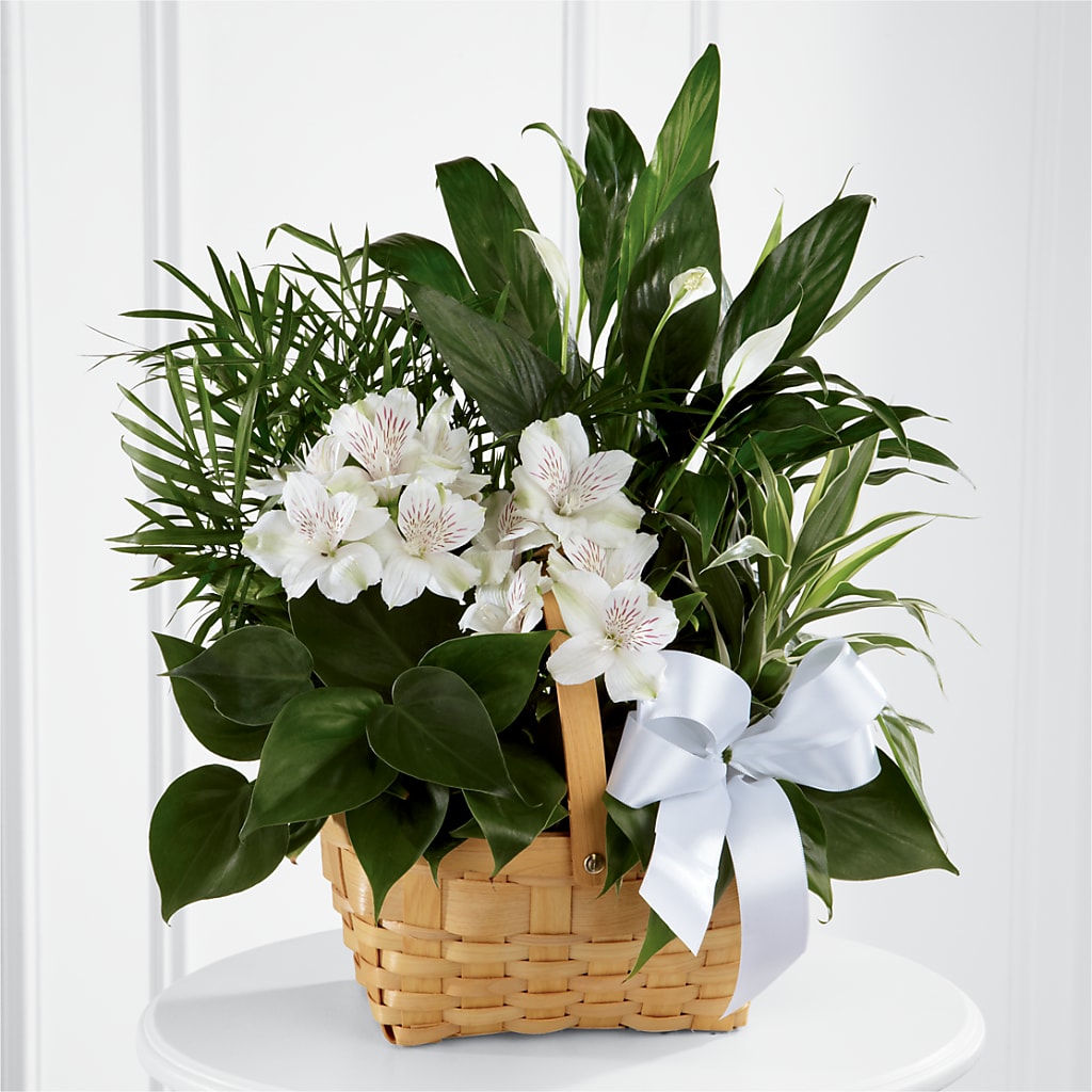 Peace & Serenity Dishgarden – T BEARS FLORIST & GIFTS, Columbus OH