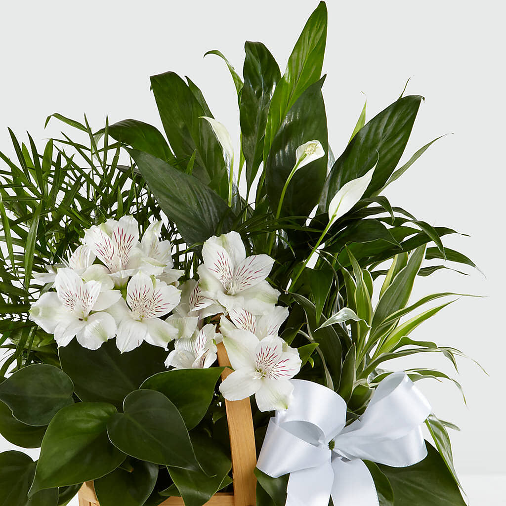 Peace & Serenity Dishgarden – T BEARS FLORIST & GIFTS, Columbus OH