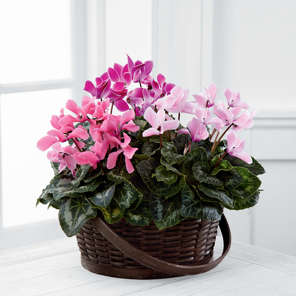 Mixed Cyclamen Planter – T BEARS FLORIST & GIFTS, Columbus OH
