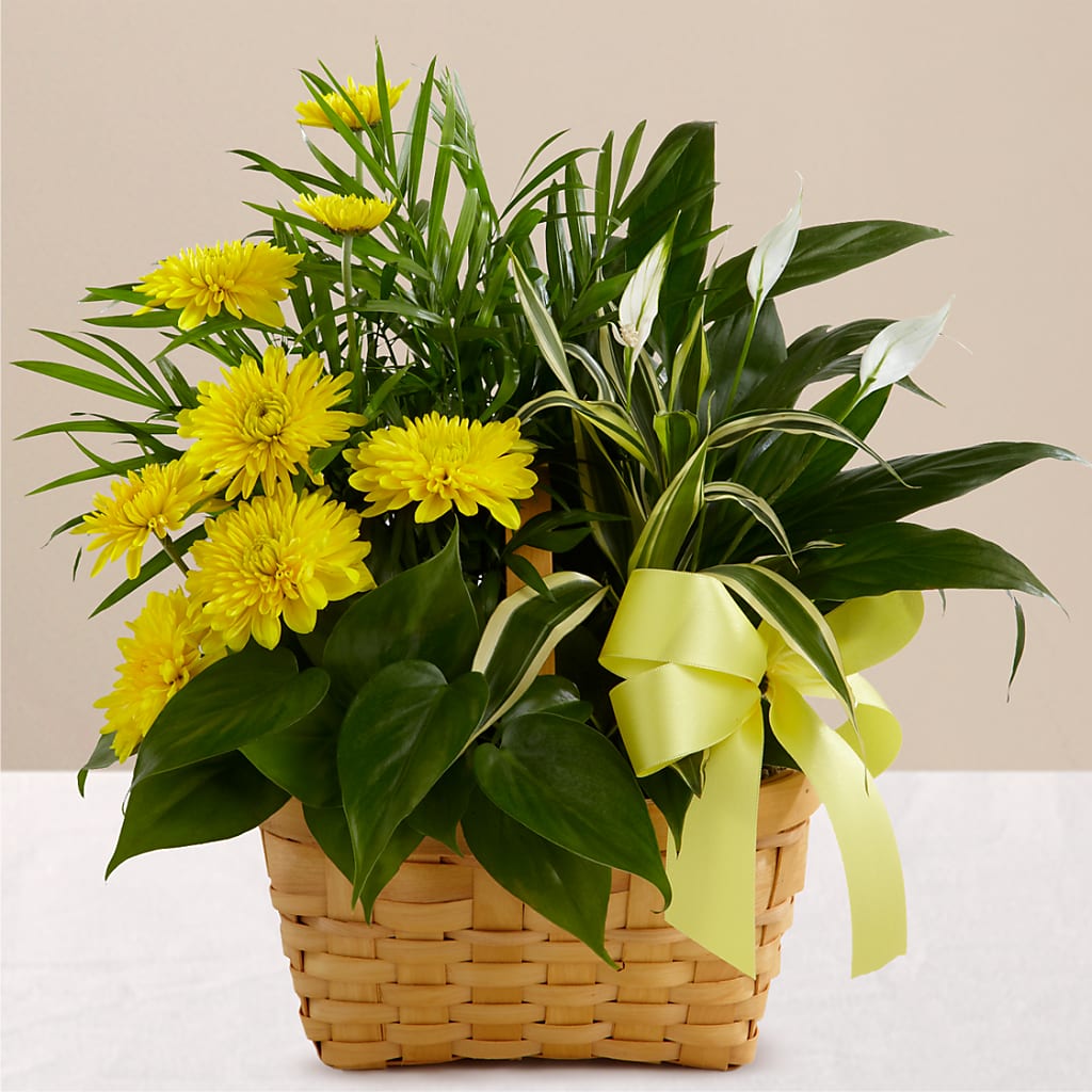 Loving Light Dishgarden – T BEARS FLORIST & GIFTS, Columbus OH