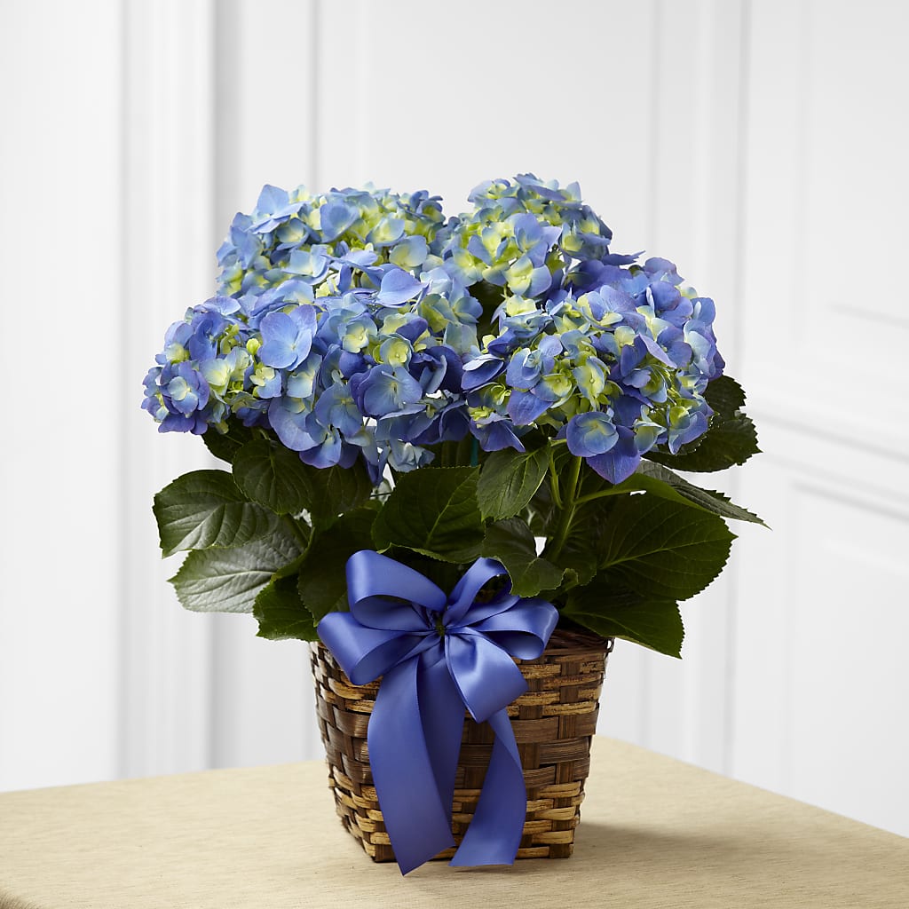 Blue Hydrangea Planter – T BEARS FLORIST & GIFTS, Columbus OH