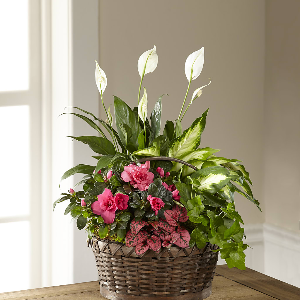 Dream in Pink Dishgarden – T BEARS FLORIST & GIFTS, Columbus OH