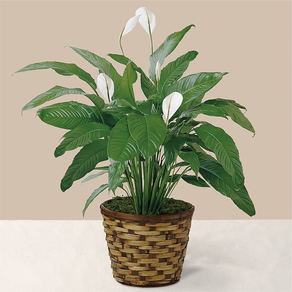 Tranquil Moments Peace Lily Plant – T BEARS FLORIST & GIFTS, Columbus OH