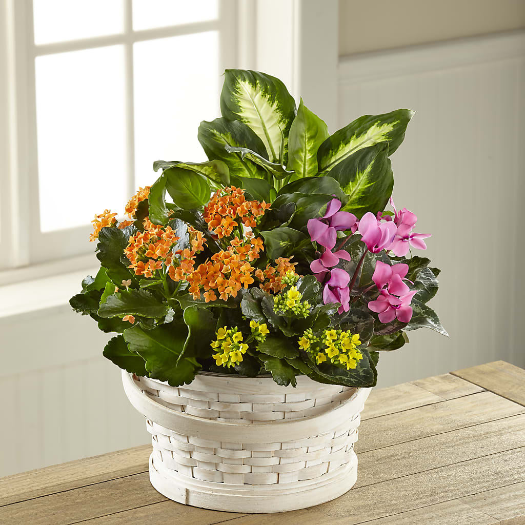 Color Crush Dishgarden – T BEARS FLORIST & GIFTS, Columbus OH