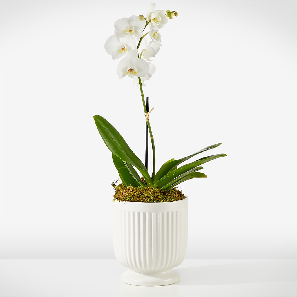 Whispering White Orchid – T BEARS FLORIST & GIFTS, Columbus OH