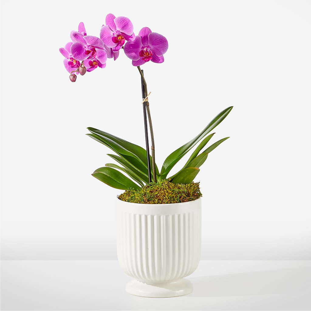 Friendly Fuchsia Orchid – T BEARS FLORIST & GIFTS, Columbus OH