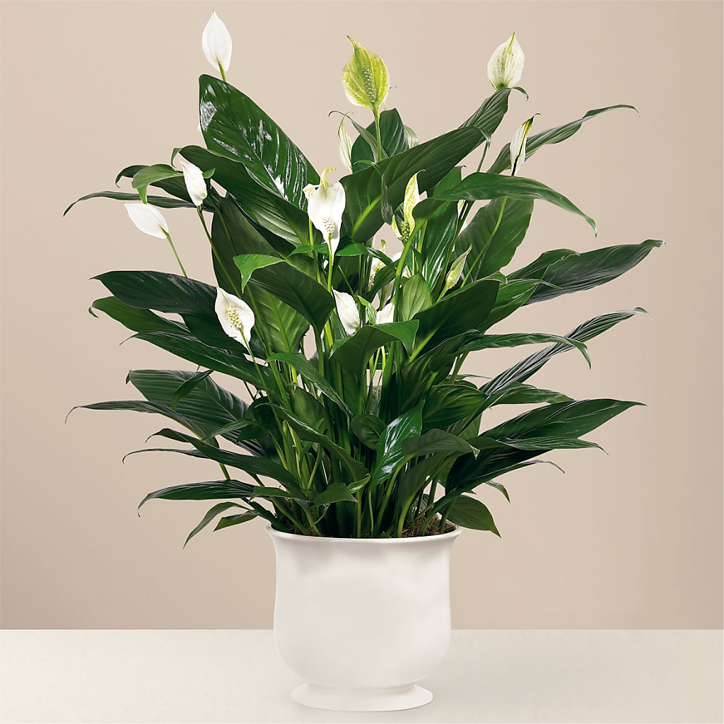 Comfort Planter – T BEARS FLORIST & GIFTS, Columbus OH