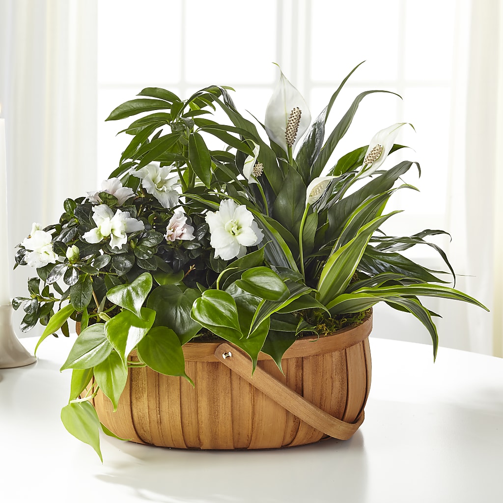 Serene Dishgarden – T BEARS FLORIST & GIFTS, Columbus OH