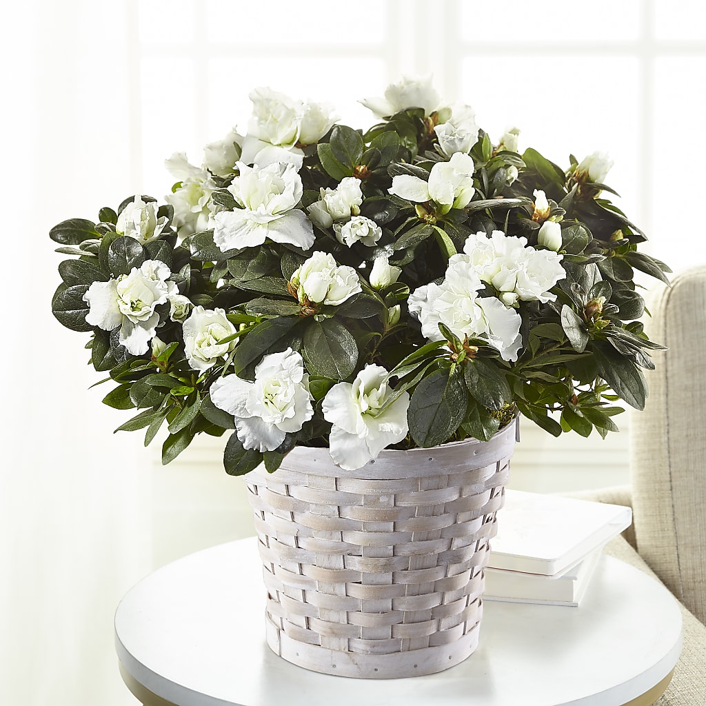 White Azalea Plant – T BEARS FLORIST & GIFTS, Columbus OH