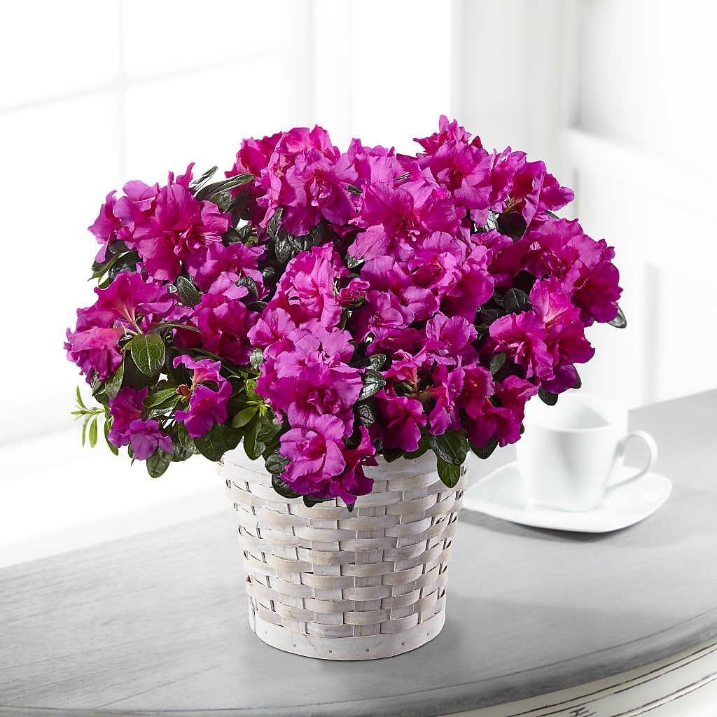 Hope & Serenity Azalea Plant – T BEARS FLORIST & GIFTS, Columbus OH