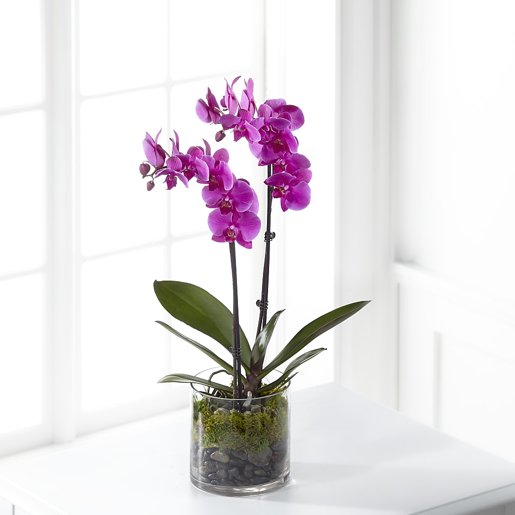 Pink Orchid Plant – T BEARS FLORIST & GIFTS, Columbus OH