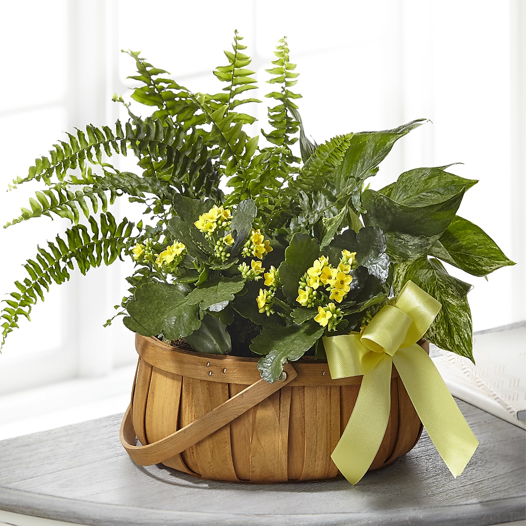 Always Dear Dishgarden – T BEARS FLORIST & GIFTS, Columbus OH