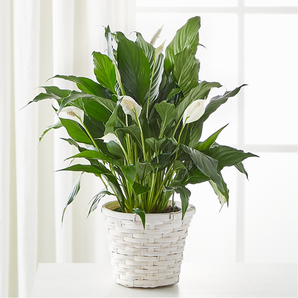 A New Leaf Peace Lily – T BEARS FLORIST & GIFTS, Columbus OH