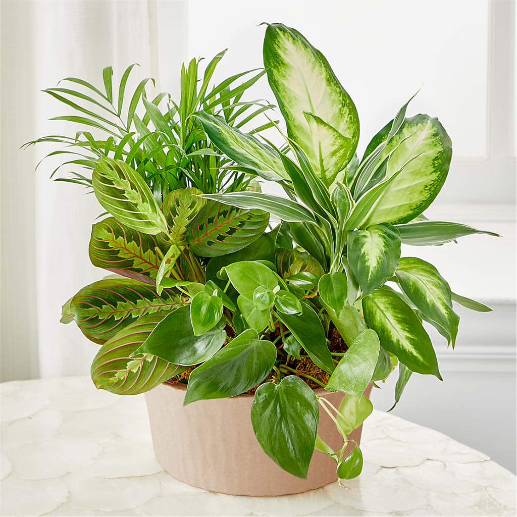 Balance & Harmony Dishgarden – T BEARS FLORIST & GIFTS, Columbus OH