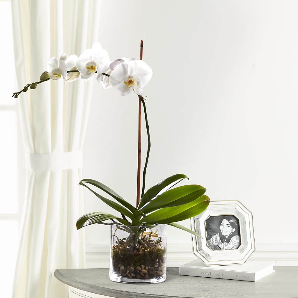 White Orchid Planter – T BEARS FLORIST & GIFTS, Columbus OH