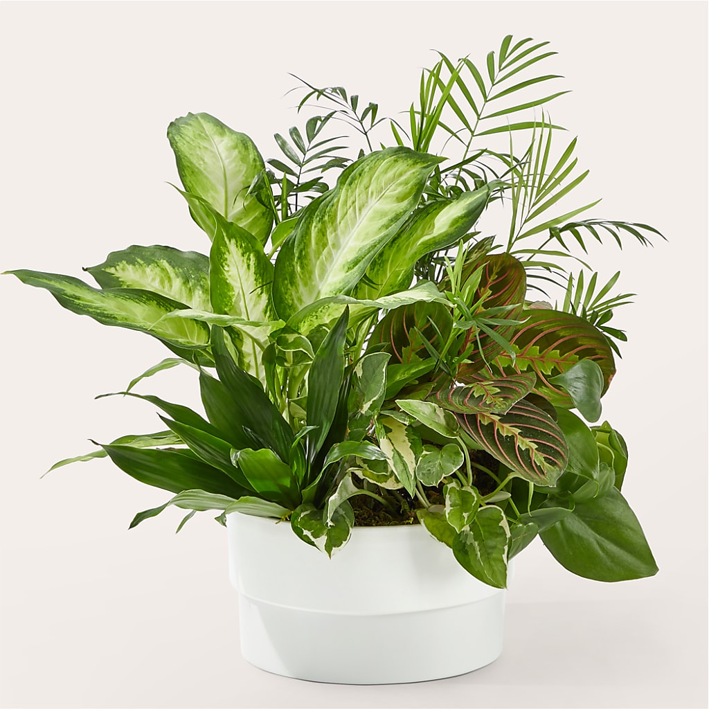 Radiating Positivity Dishgarden – T BEARS FLORIST & GIFTS, Columbus OH