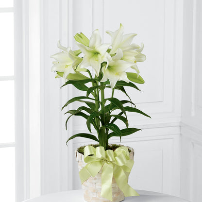 Easter Lily Plant – T BEARS FLORIST & GIFTS, Columbus OH