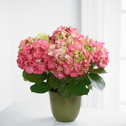 Pink Hydrangea Planter – T BEARS FLORIST & GIFTS, Columbus OH