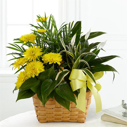Loving Light Dishgarden – T BEARS FLORIST & GIFTS, Columbus OH