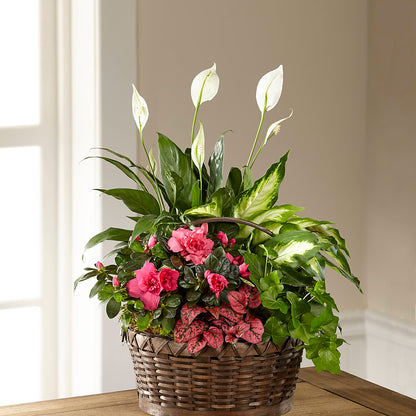 Dream in Pink Dishgarden – T BEARS FLORIST & GIFTS, Columbus OH