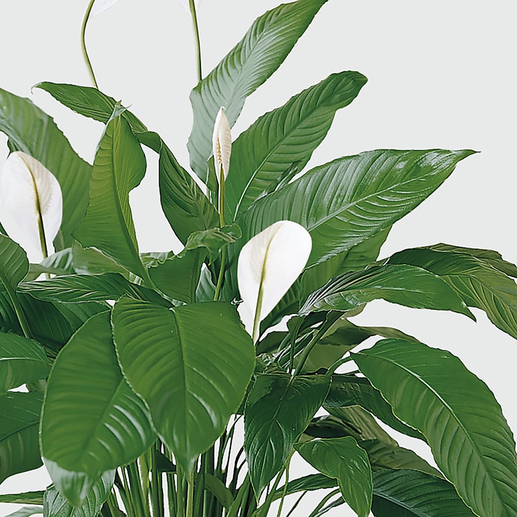 Tranquil Moments Peace Lily Plant – T BEARS FLORIST & GIFTS, Columbus OH