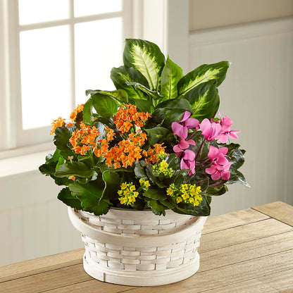 Color Crush Dishgarden – T BEARS FLORIST & GIFTS, Columbus OH