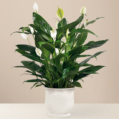 Comfort Planter – T BEARS FLORIST & GIFTS, Columbus OH