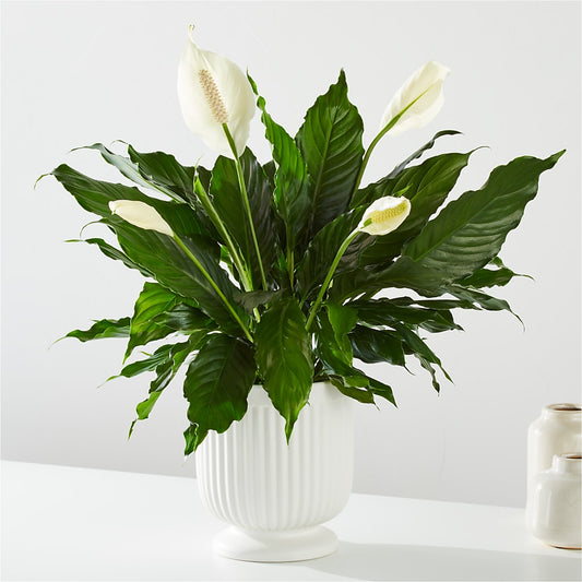 Comfort Planter – T BEARS FLORIST & GIFTS, Columbus OH
