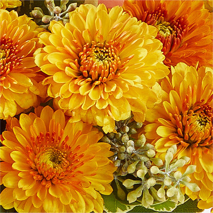 Peachy Pumpkin – T BEARS FLORIST & GIFTS, Columbus OH