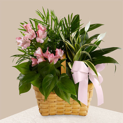 Living Spirit Dishgarden – T BEARS FLORIST & GIFTS, Columbus OH