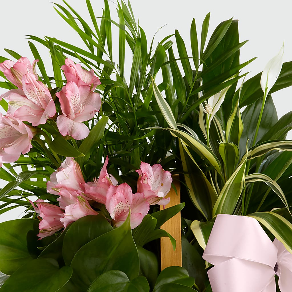 Living Spirit Dishgarden – T BEARS FLORIST & GIFTS, Columbus OH