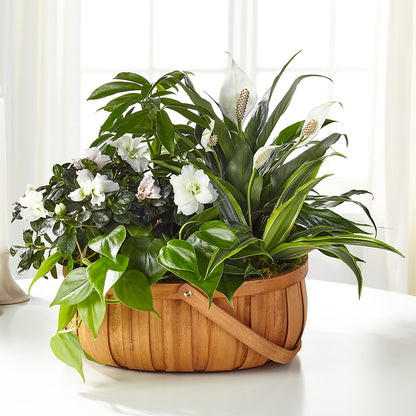 Serene Dishgarden – T BEARS FLORIST & GIFTS, Columbus OH