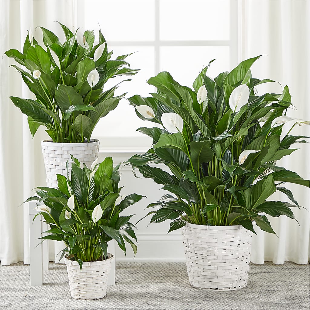 A New Leaf Peace Lily – T BEARS FLORIST & GIFTS, Columbus OH