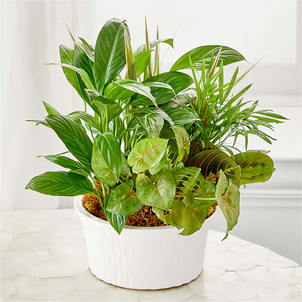 Balance & Harmony Dishgarden – T BEARS FLORIST & GIFTS, Columbus OH