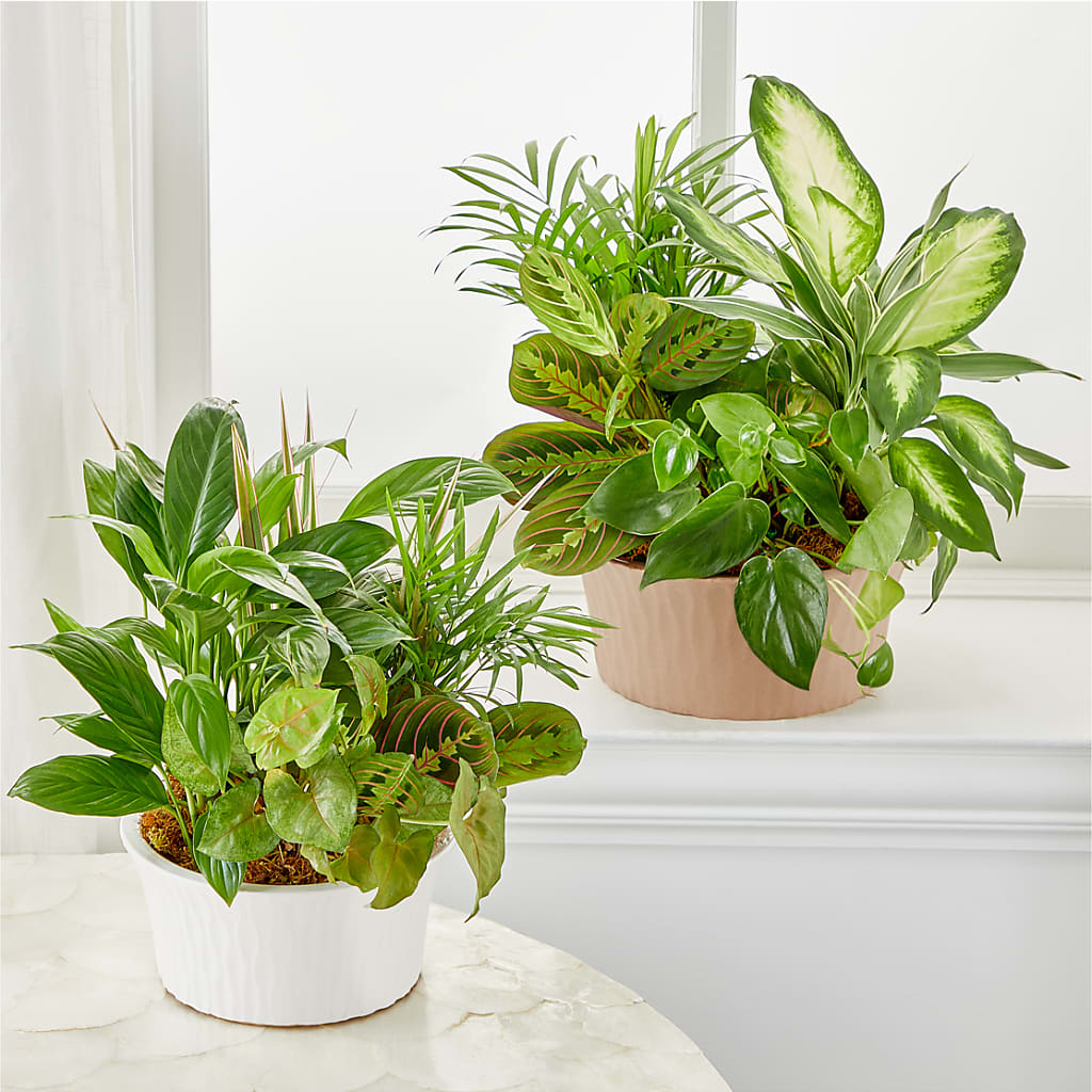 Balance & Harmony Dishgarden – T BEARS FLORIST & GIFTS, Columbus OH