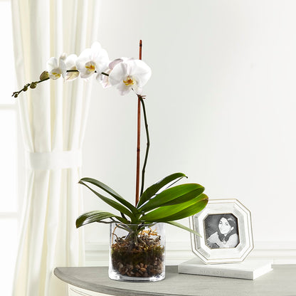 White Orchid Planter – T BEARS FLORIST & GIFTS, Columbus OH