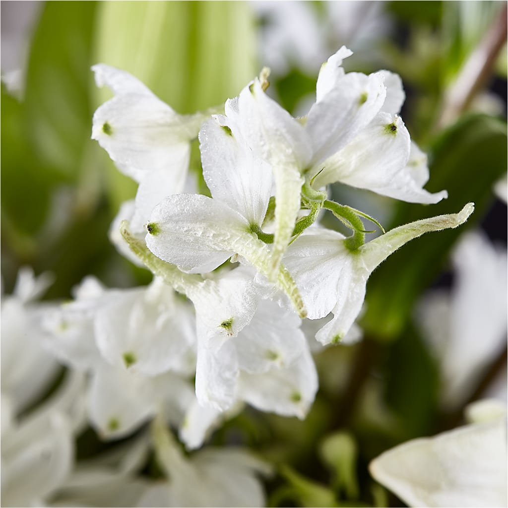Classic Ivory – A Florist Original – T BEARS FLORIST & GIFTS, Columbus OH