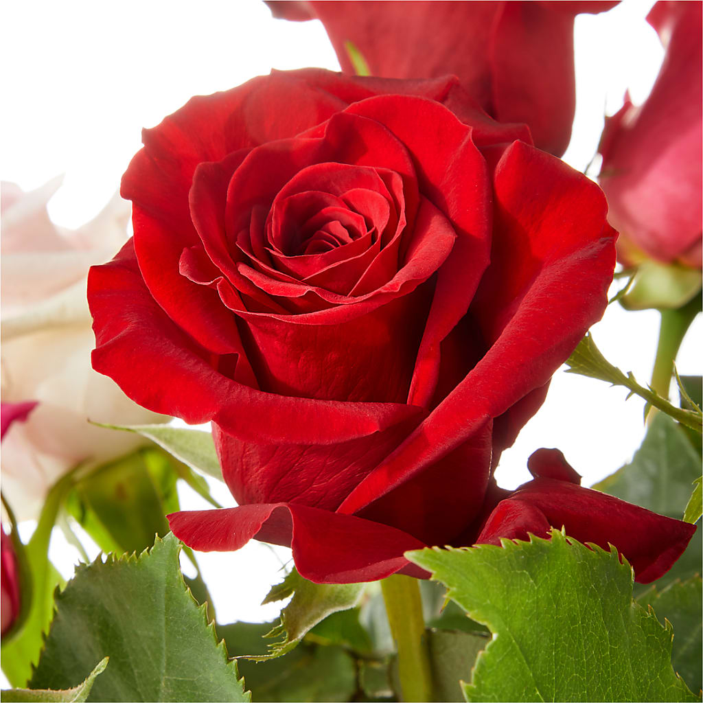 Love Notes Rose Bouquet – T BEARS FLORIST & GIFTS, Columbus OH